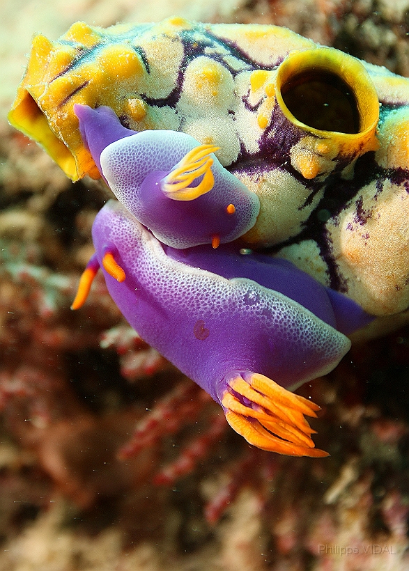 Sipadan_2015_Nudibrance_doris violette bordee de blanc_Risbecia apolegma_IMG_2660_rc.jpg